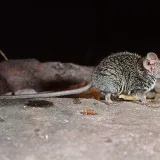 Descubren en Australia un nuevo marsupial diminuto