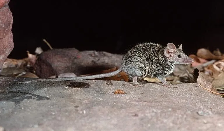 Descubren en Australia un nuevo marsupial diminuto