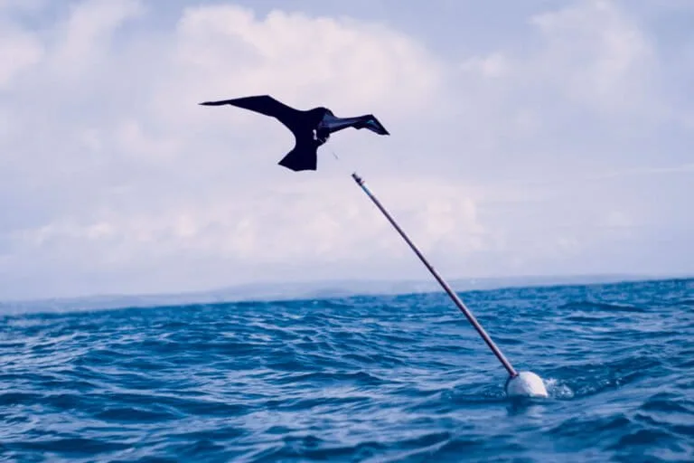 Boyas y cometas reducen captura de aves marinas