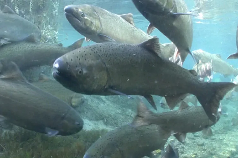 El salmón regresó al río Klamath tras retirar cuatro represas