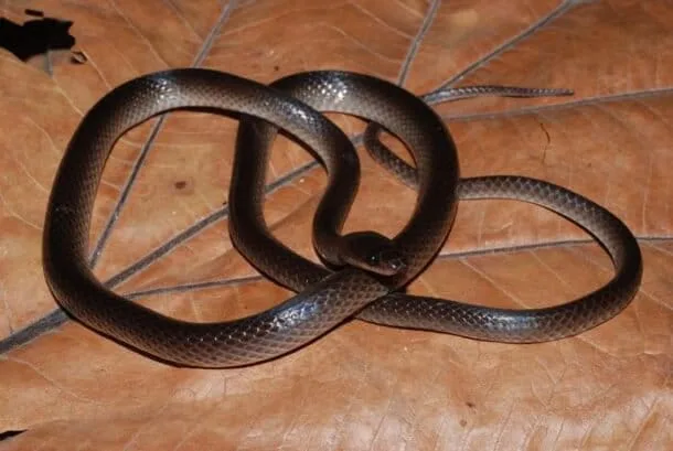 Cientificos nombran nuevas especies en honor a Slash, Taylor Swift