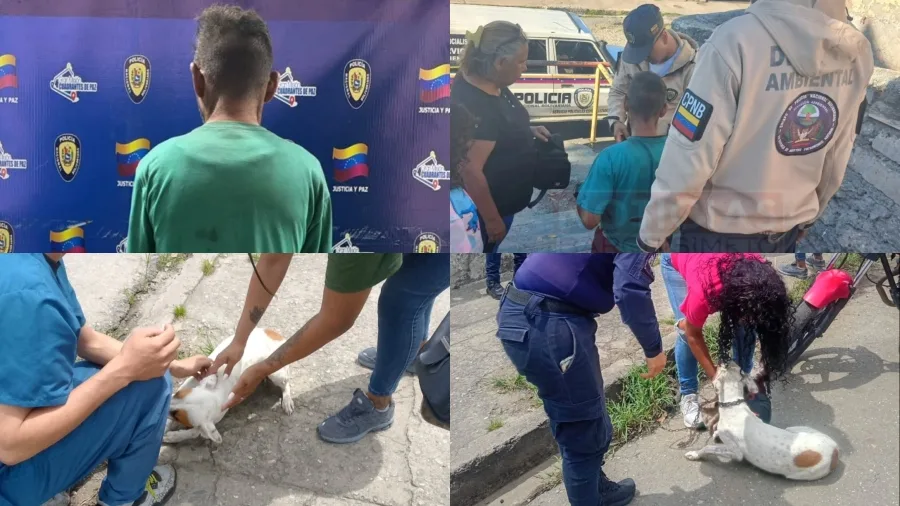 Detienen en Lara a un hombre por maltrato sexual a un perro