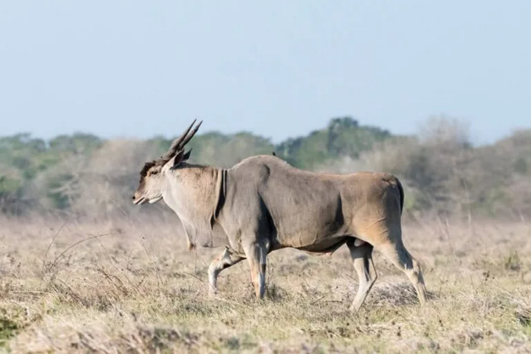 Operador de safaris gana premio por restaurar fauna en Mozambique