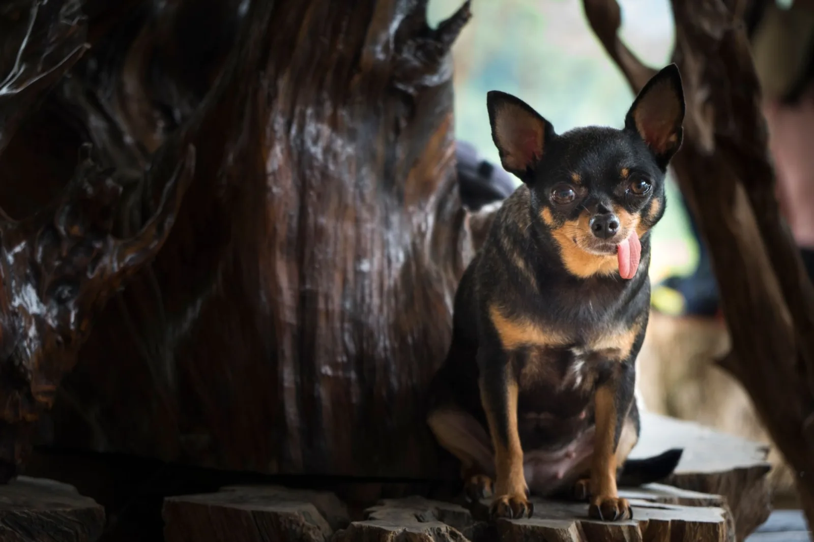 Adorable chihuahua con la lengua fuera, sentado sobre un rústico tocón de madera.