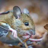 Un primer plano detallado de un ratón mordisqueando una ramita en un entorno natural.