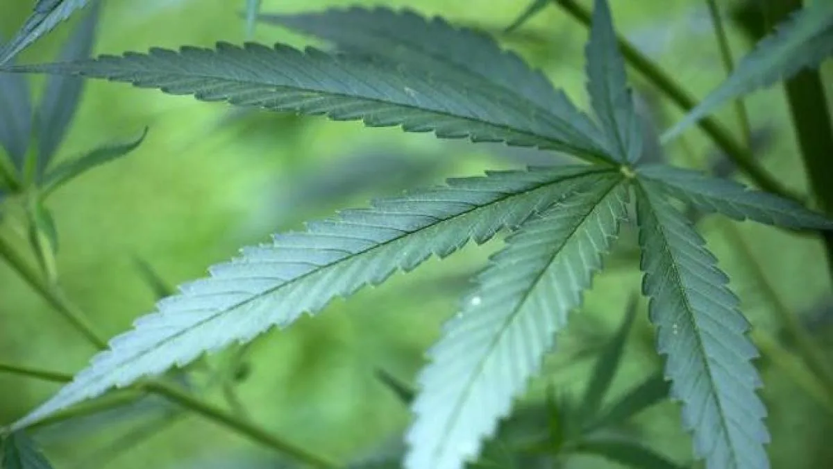 Cannabis: riesgos y beneficios en la salud