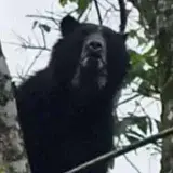Aparece oso frontino en municipio Andrés Eloy Blanco de Lara