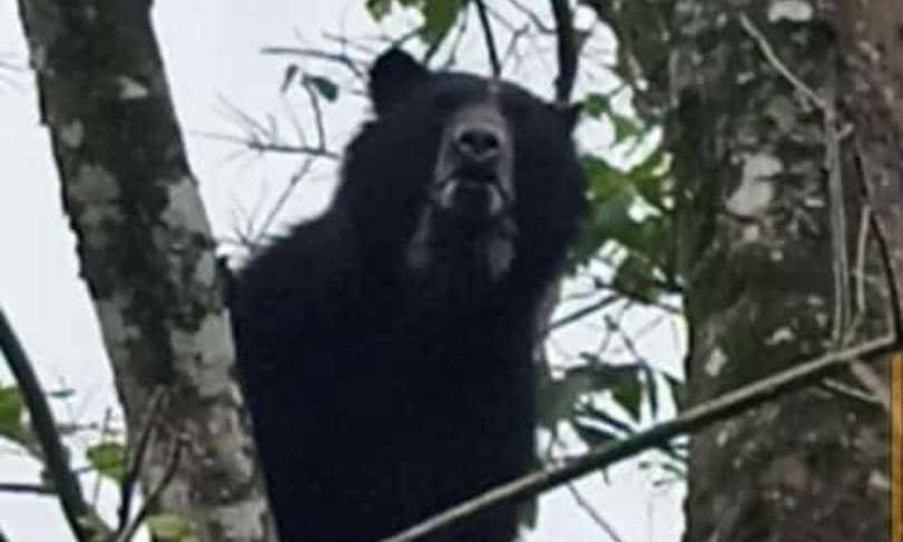 Aparece oso frontino en municipio Andrés Eloy Blanco de Lara