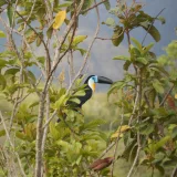 a colorful bird perched on top of a tree