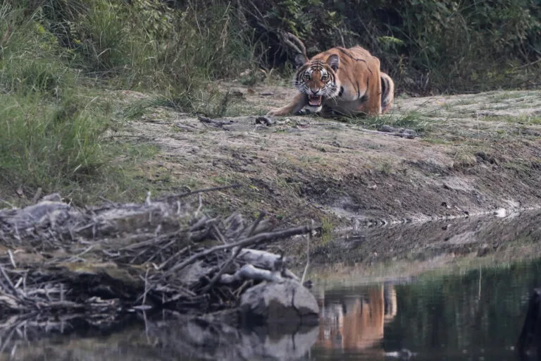 IA en Nepal detecta tigres y reduce ataques a comunidades