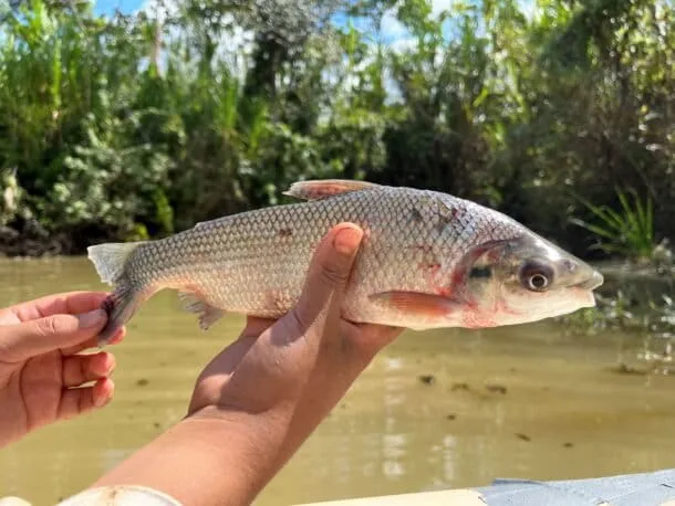 La primera colección de peces de Madre de Dios revela el daño minero