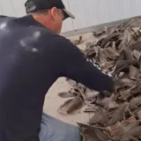 Incautan 41 toneladas de aletas de tiburón en Perú