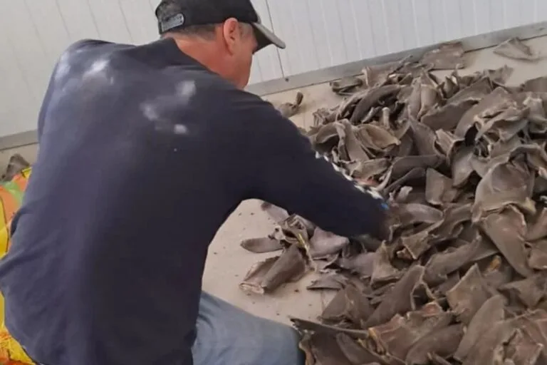 Incautan 41 toneladas de aletas de tiburón en Perú