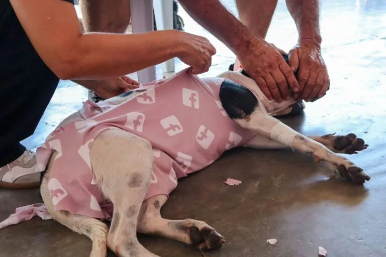 Impa inaugura farmacia para atender a las mascotas