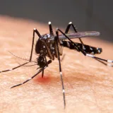 El clima amplía el mapa de dengue y otras infecciones en Brasil
