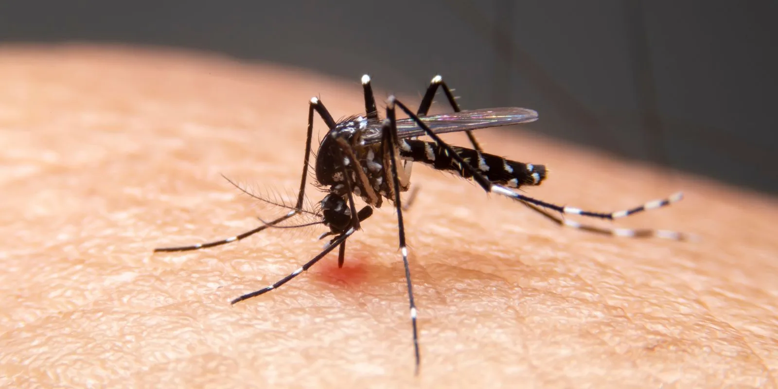 El clima amplía el mapa de dengue y otras infecciones en Brasil