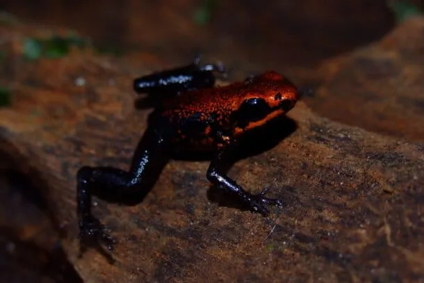 Tres nuevas especies amplían el mapa de la biodiversidad