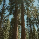 Imponentes secuoyas en un bosque soleado de California, con un grupo de personas para dar una idea de su escala.
