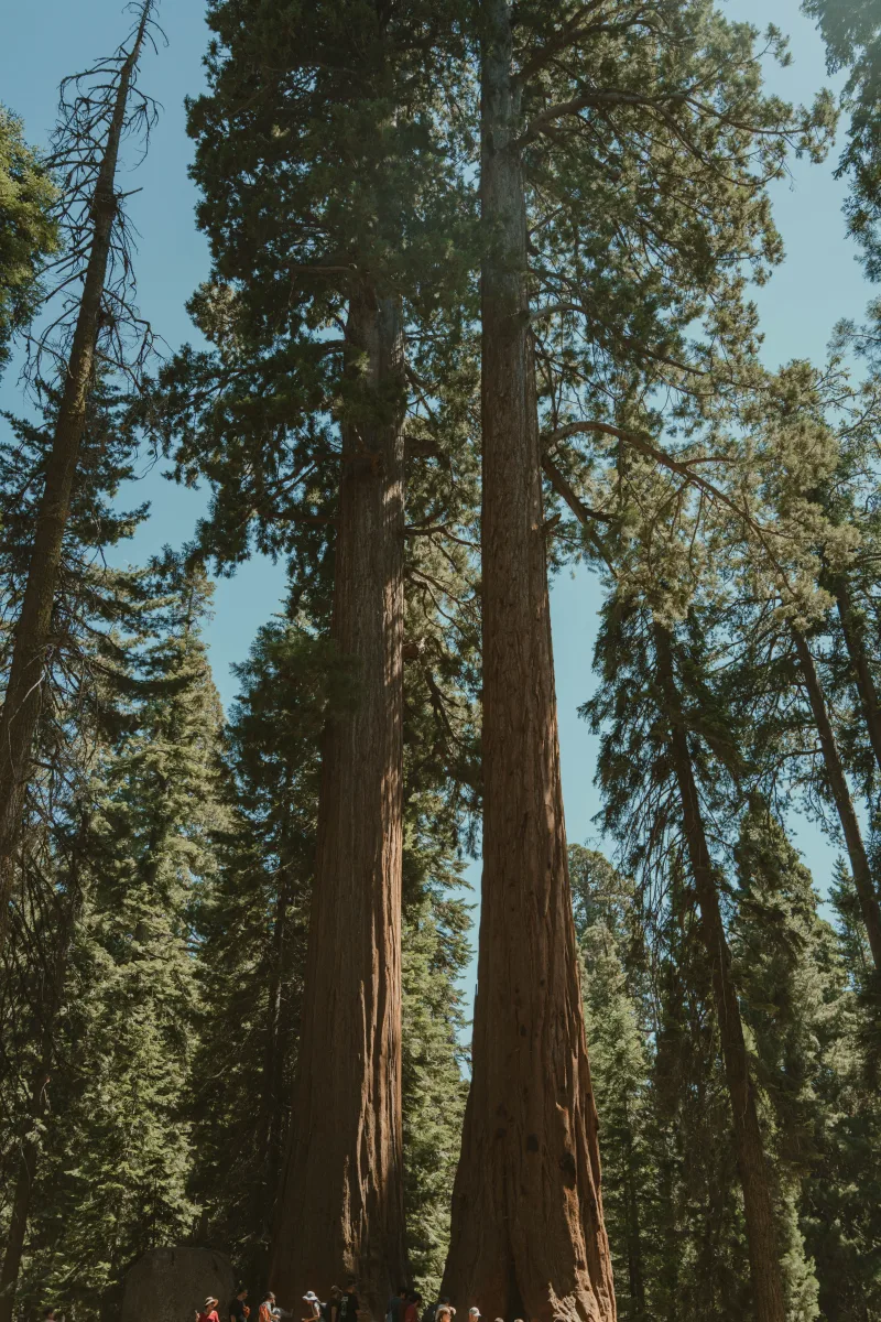 Imponentes secuoyas en un bosque soleado de California, con un grupo de personas para dar una idea de su escala.