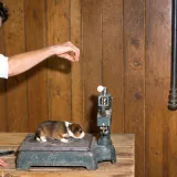 EEUU gastó años y 500 perros para hallar al cachorro ideal