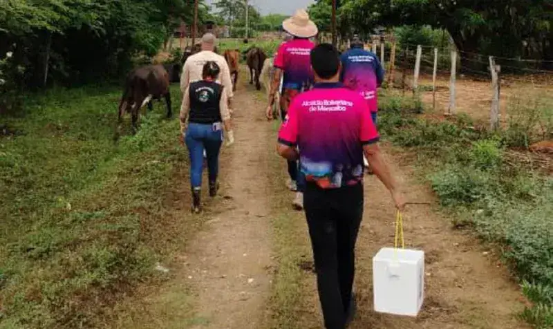 Maracaibo activa vacunación contra la fiebre aftosa para 4.700 bovinos