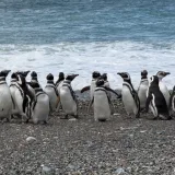 Pingüinos de Magallanes recorren hasta 3500 kilómetros