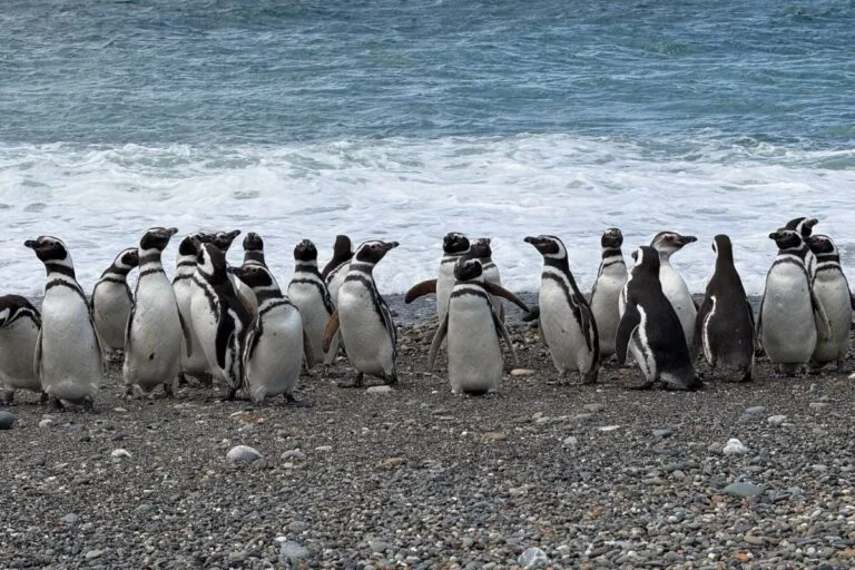 Pingüinos de Magallanes recorren hasta 3500 kilómetros