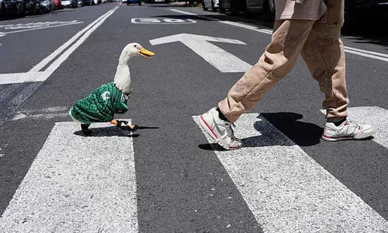 Merlín, el pato viral del Mundial que conquistó a México