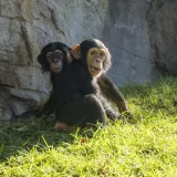Científicos logran que una miniglándula humana funcione en un mono