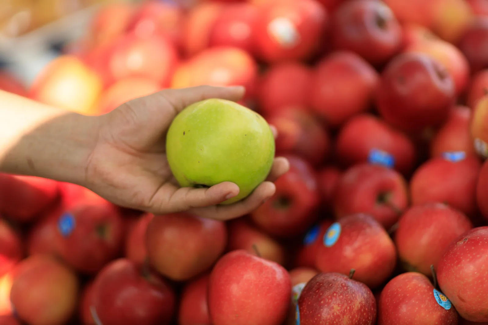 Primer plano de una mano sosteniendo una manzana verde rodeada de manzanas rojas en un mercado.