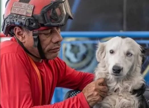 Tsunami y su cuidador recibirán vivienda tras los sismos