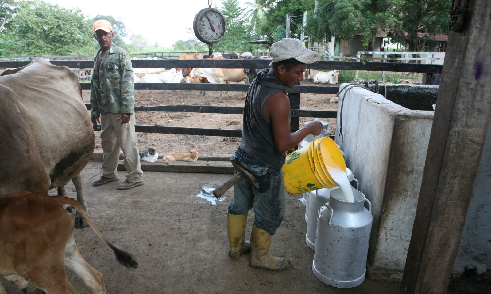 Merma producción en Zulia por fallas de luz, combustible y seguridad