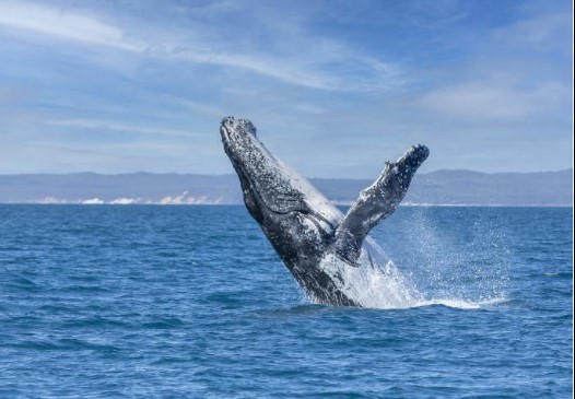 Conversar con ballenas para detectar vida alienígena