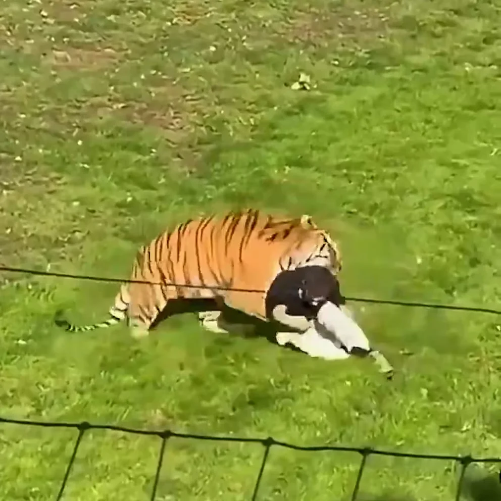 Un hombre muere tras entrar al recinto de tigres en Inglaterra