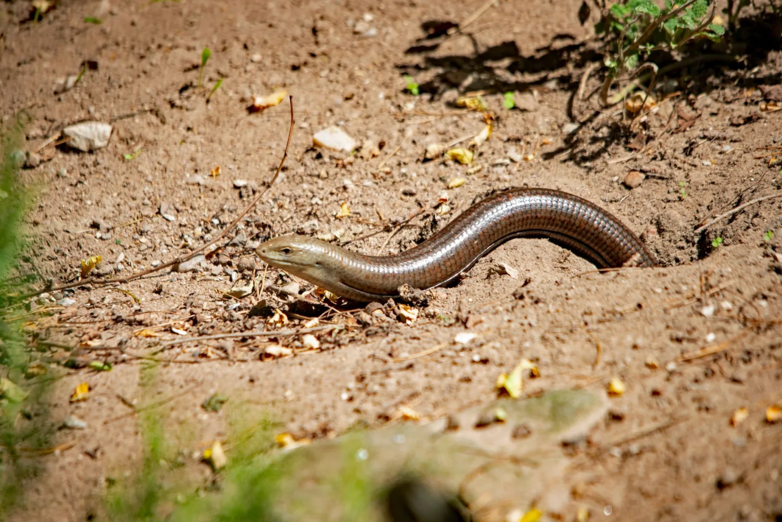 Una serpiente de piel lisa toma el sol entre terrenos arenosos en un zoológico de Baviera.