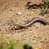 Una serpiente de piel lisa toma el sol entre terrenos arenosos en un zoológico de Baviera.