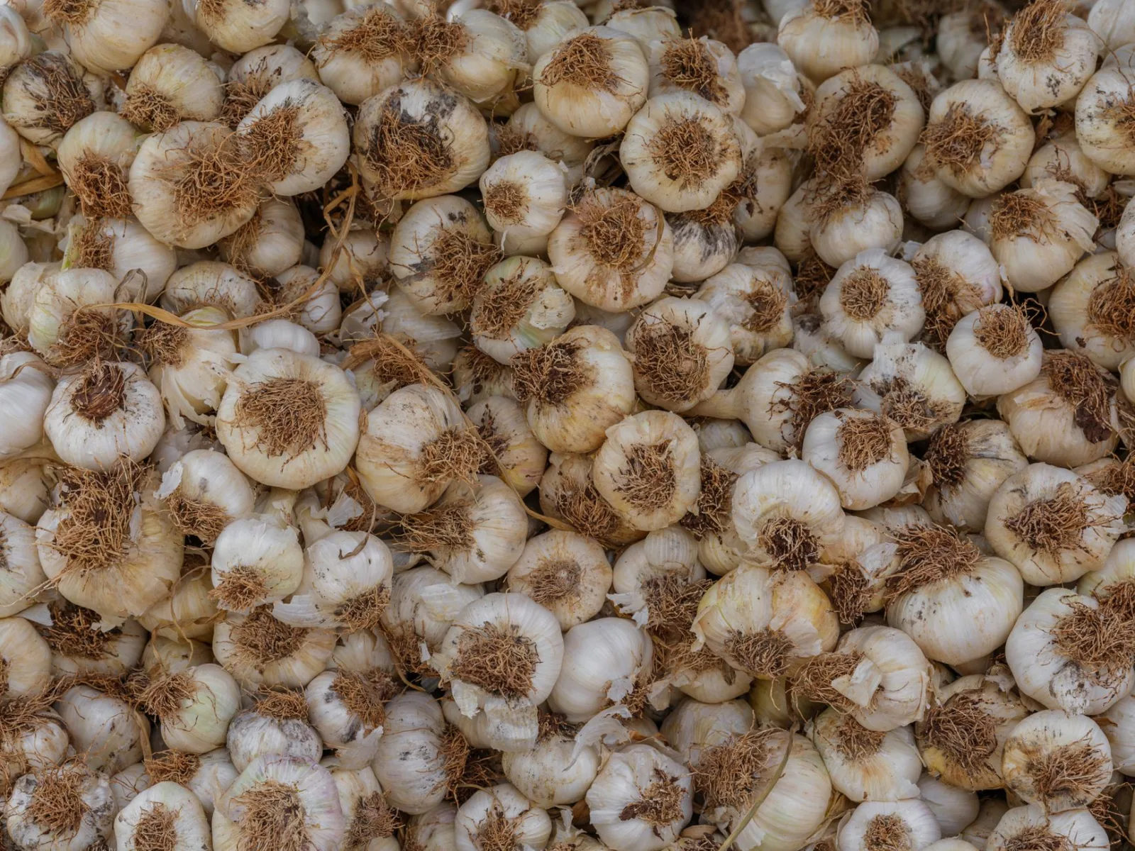 Una abundante cosecha de bulbos de ajo orgánico recién recolectados, con raíces, perfectos para cocinar.