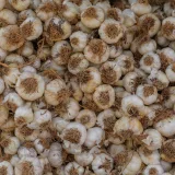 Una abundante cosecha de bulbos de ajo orgánico recién recolectados, con raíces, perfectos para cocinar.