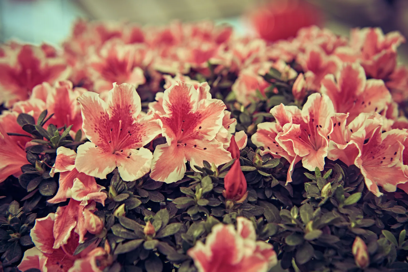 Primer plano de vibrantes flores de azalea rosadas en plena floración, que capturan la belleza natural.