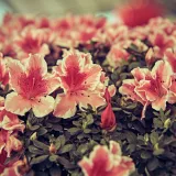 Primer plano de vibrantes flores de azalea rosadas en plena floración, que capturan la belleza natural.