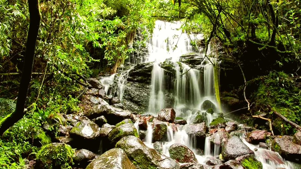 Bosque seco de Ecuador: árboles y cactus responden distinto