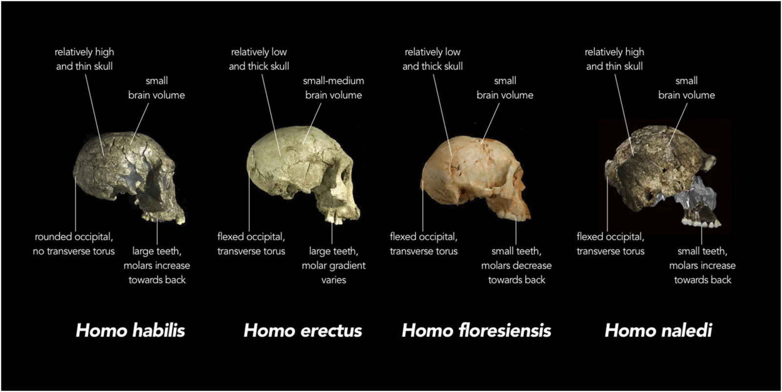 Un estudio de 386 fósiles retrasa el gran aumento corporal del Homo