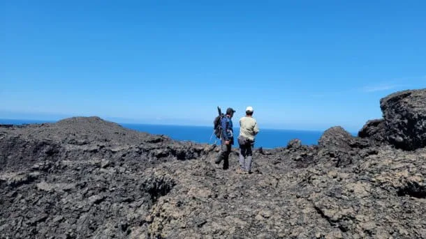 Estudio registra 524 avispas, hormigas y abejas en Galápagos