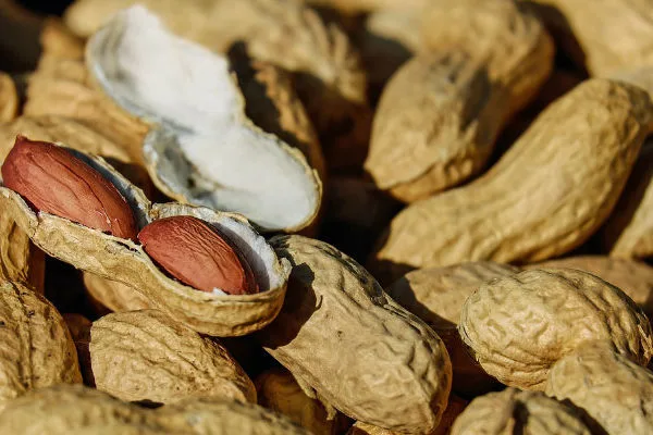 Producción de maní en Venezuela sube a 16.725 toneladas