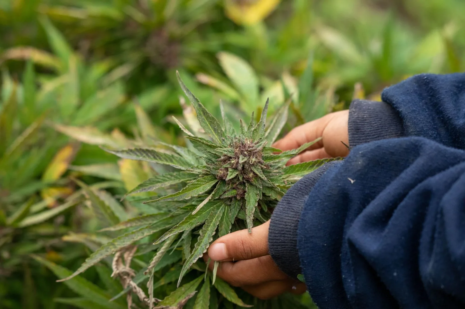 Manos sosteniendo con delicadeza una planta de cannabis adulta al aire libre, mostrando su crecimiento y cultivo natural.