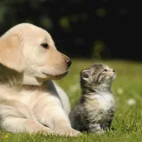 Mercado de mascotas en Venezuela alcanza los 300 millones anuales