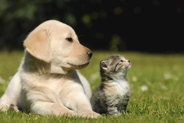 Mercado de mascotas en Venezuela alcanza los 300 millones anuales