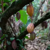 Venezuela podría sumar más de un millón de hectáreas de cacao, según la OICC