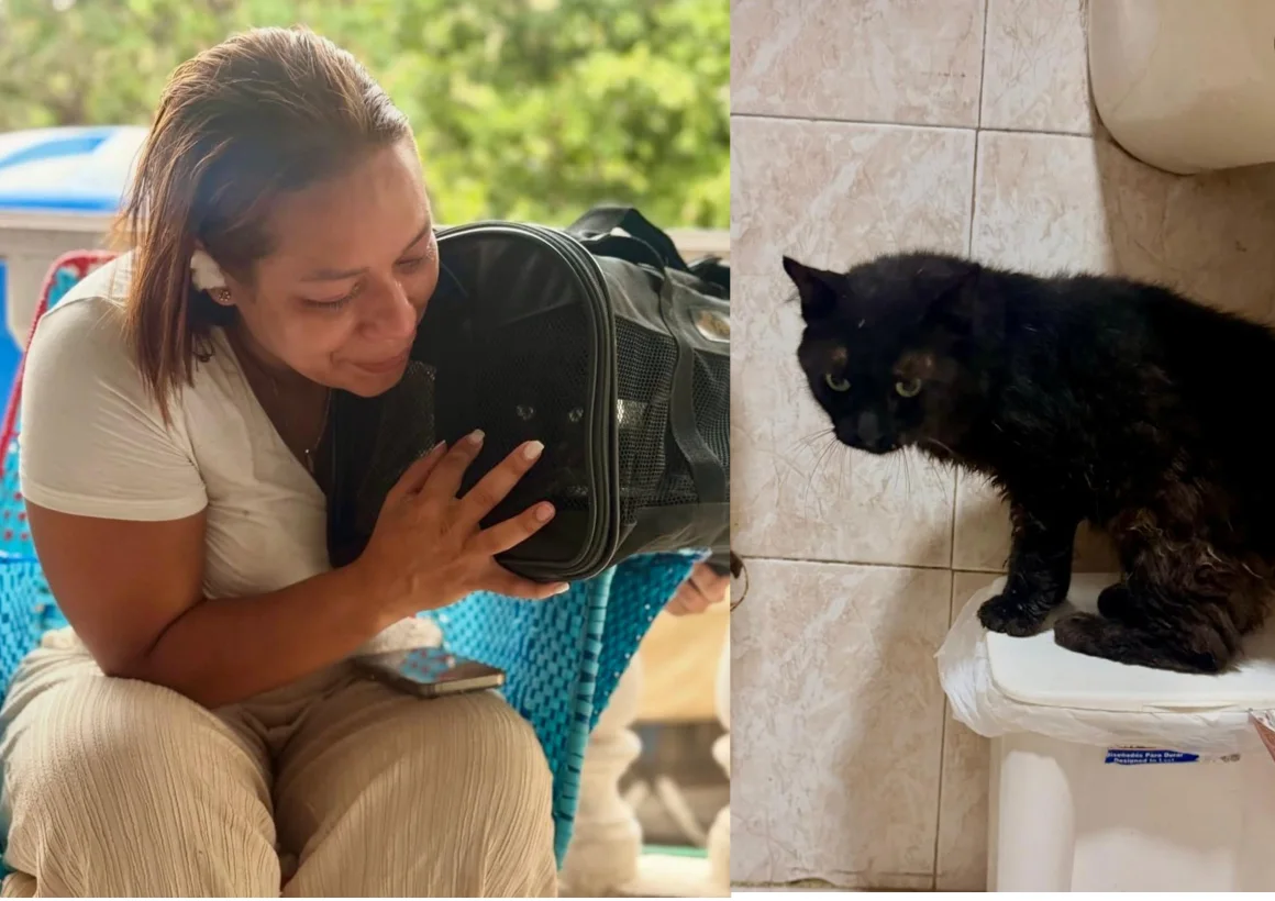 648 mascotas han sido rescatadas tras los sismos en Venezuela