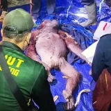 Rescatan en Borneo a una orangutana herida y su cría
